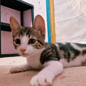 WAXBERRY -  Domestic Short Hair Cat for Adoption in Delhi, Ontario - WAXBERRY | PetCurious