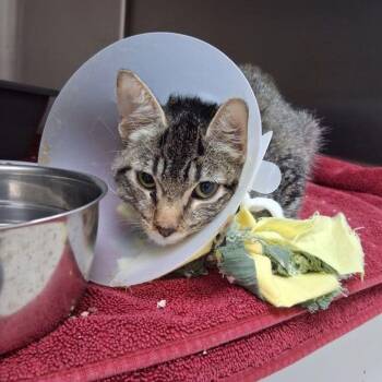 Cherry -  Domestic Short Hair Cat for Adoption in Lake Havasu City, Arizona - Cherry | PetCurious