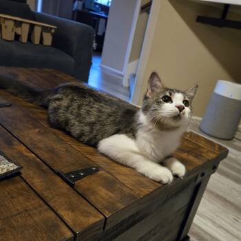 Jimmy II -  Domestic Medium Hair Cat for Adoption in Houston, Texas - Jimmy II | PetCurious
