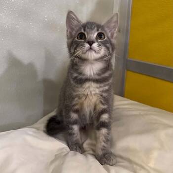 Farfalle -  Domestic Short Hair Cat for Adoption in Penn Yan, New York - Farfalle | PetCurious