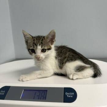 Bella -  Domestic Short Hair Cat for Adoption in Indianapolis, Indiana - Bella | PetCurious