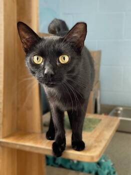 Wyatt -  Domestic Short Hair Cat for Adoption in Roanoke, Virginia - Wyatt | PetCurious
