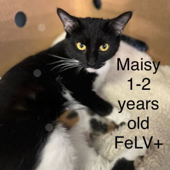 Rescue Oriental Short Hair Cats for Adoption in Herndon, Virginia - Maisie | PetCurious