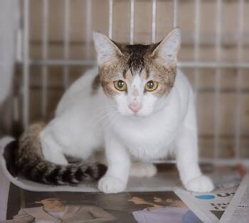 FANTASIA -  Tabby Cat for Adoption in Pasadena, California - FANTASIA | PetCurious