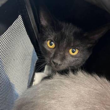 Olive -  Domestic Short Hair Cat for Adoption in Kingman, Arizona - Olive | PetCurious