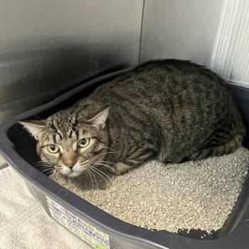 Paul -  Domestic Short Hair Cat for Adoption in Burlington, Ontario - Paul | PetCurious