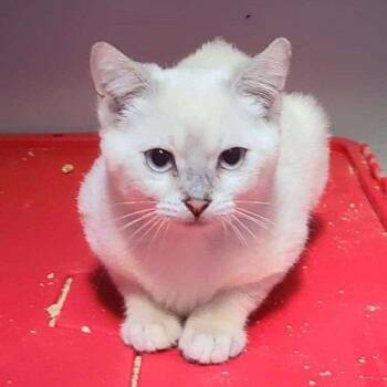 Rescue Domestic Short Hair Cats for Adoption in Abbotsford, British Columbia - Crunch | PetCurious