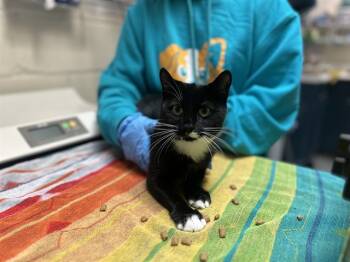 Rescue Domestic Short Hair Cats for Adoption in Raleigh, North Carolina - POPPY | PetCurious