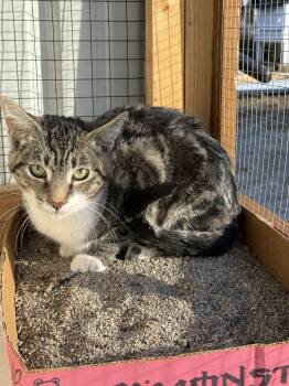 Rescue Domestic Short Hair Cats for Adoption in Walkerville, Montana - Scout | PetCurious