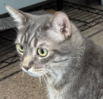 Domestic Short Hair Cats Available for Adoption in Sault Ste. Marie, Michigan - Trout | PetCurious