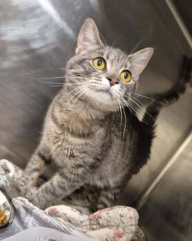 Domestic Short Hair Cats Available for Adoption - MYLA | PetCurious