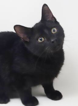 Barnibus is OMG smooshy floofy love muffin - OLD ENOUGH TO GO SO -  Norwegian Forest Cat and Bombay Cat for Adoption in Bedford Hills, New York - Barnibus Is OMG Smooshy Floofy Love Muffin - OLD ENOUGH TO GO SO | PetCurious