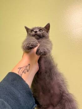 Peter Pan -  Domestic Short Hair Cat for Adoption in Warren, Pennsylvania - Peter Pan | PetCurious
