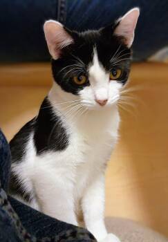 Shamu -  Tuxedo and Domestic Short Hair Cat for Adoption in Garland, Texas - Shamu | PetCurious