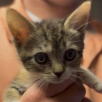 Bubbles -  Domestic Short Hair Cat Available for Adoption in Midland, Texas - Bubbles | PetCurious