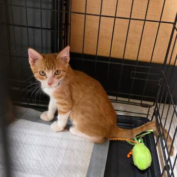 Crackle -  Domestic Short Hair Cat for Adoption in Fort Worth, Texas - Crackle | PetCurious
