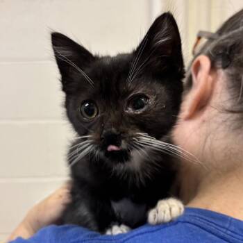 Summer Sausage -  Domestic Short Hair Cat for Adoption in Wilmington, Delaware - Summer Sausage | PetCurious