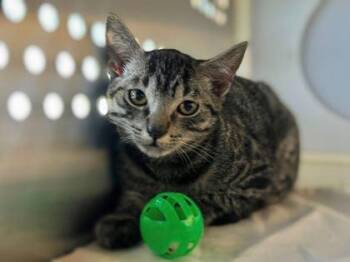 Dylan -  Tabby Cat for Adoption in Newberg, Oregon - Dylan | PetCurious