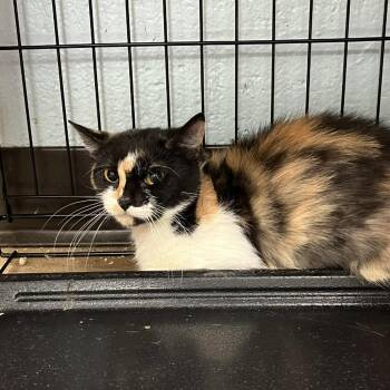 SVAS-Stray-39527 -  Domestic Short Hair Cat for Adoption in Lyndhurst, Virginia - SVAS-Stray-39527 | PetCurious