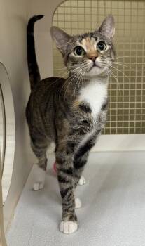 Domestic Short Hair Cats Available for Adoption in Pawleys Island, South Carolina - Lila | PetCurious