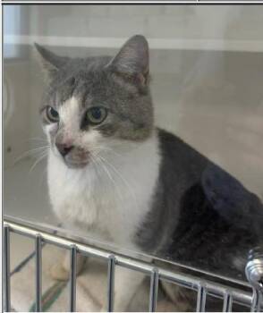 Tahoe -  Domestic Short Hair Cat for Adoption in Greenfield, Indiana - Tahoe | PetCurious
