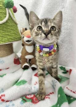 Rescue Tabby Cats for Adoption in Tavares, Florida - Mia | PetCurious