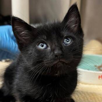 Domestic Short Hair Cats Available for Adoption in Walnut Creek, California - Shoto | PetCurious