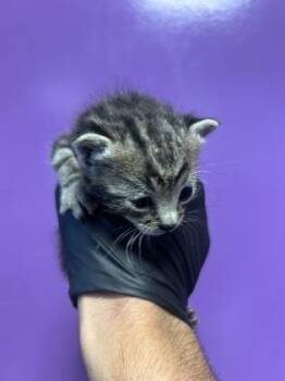 Domestic Short Hair Cats Available for Adoption in El Paso, Texas - 60873317 | PetCurious