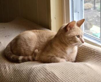 Domestic Short Hair Cats Available for Adoption in Little Rock, Arkansas - Gilly | PetCurious