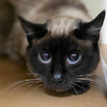 Domestic Short Hair Cats Available for Adoption in Chatham, Virginia - Julia Roberts | PetCurious