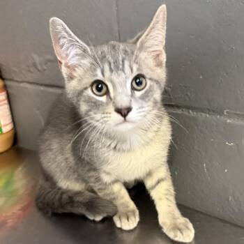 Sheldon -  Domestic Short Hair Cat for Adoption in Tuscaloosa, Alabama - Sheldon | PetCurious