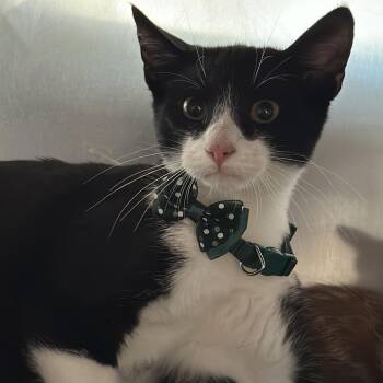 Friskie -  Domestic Short Hair Cat for Adoption in Matteson, Illinois - Friskie | PetCurious