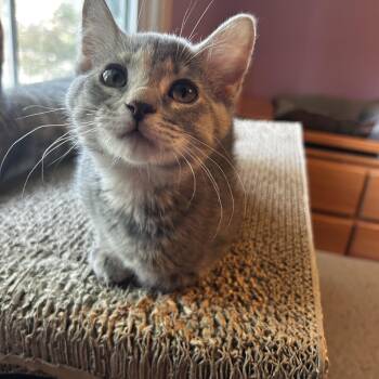 Lavender -  Domestic Short Hair Cat for Adoption in Warrington, Pennsylvania - Lavender | PetCurious