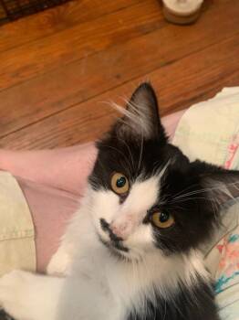 Rescue Domestic Long Hair Cats for Adoption in San Antonio, Texas - Duchess Moustachia | PetCurious