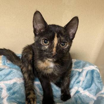 Domestic Short Hair Cats Available for Adoption - Cucumber  | PetCurious