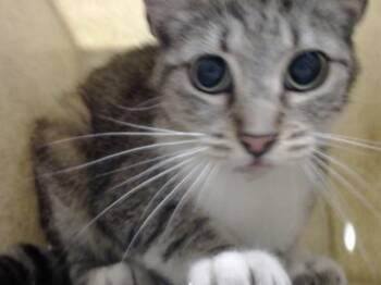 A552558 -  Domestic Short Hair Cat for Adoption in Moreno Valley, California - A552558 | PetCurious