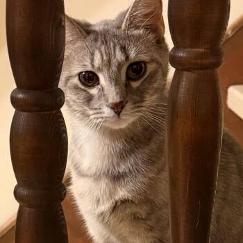 Selena -  Domestic Short Hair Cat for Adoption in Henderson, Kentucky - Selena | PetCurious