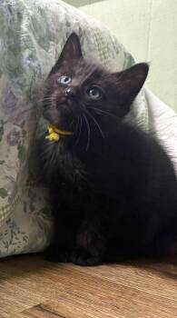 Domestic Short Hair Cats Available for Adoption in Topeka, Kansas - **Cat Cafe** Flax | PetCurious