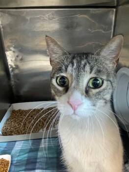 Domestic Short Hair Cats Available for Adoption - Taz | PetCurious