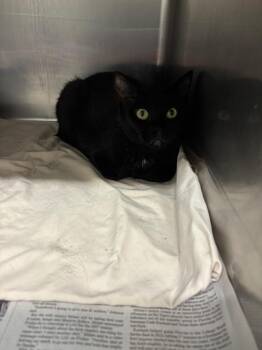 Nirvana -  Domestic Short Hair Cat for Adoption in Sorrento, Louisiana - Nirvana | PetCurious