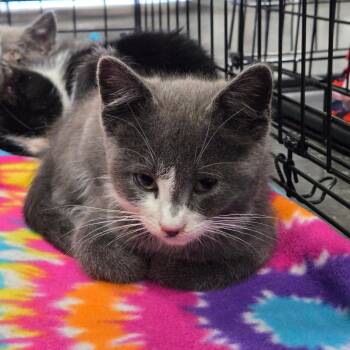 Garlic -  Domestic Short Hair Cat for Adoption in Idaho Falls, Idaho - Garlic | PetCurious
