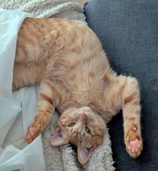 Rescue Tabby and Domestic Short Hair Cats for Adoption in Hillsboro, Oregon - HOBBES #1769 - Offered By Owner - Needs A Playmate | PetCurious