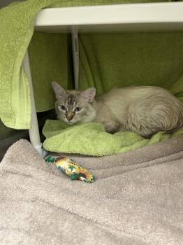 MISTY -  Domestic Short Hair Cat Available for Adoption in Omaha, Nebraska - MISTY | PetCurious