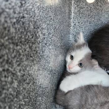 Peppo -  Domestic Short Hair Cat for Adoption in Birmingham, Alabama - Peppo | PetCurious