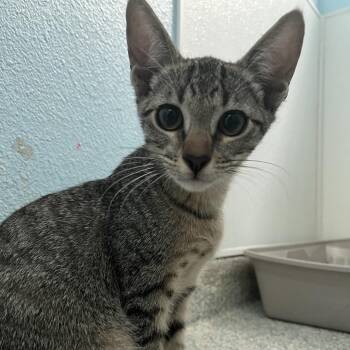 Brownie -  Domestic Short Hair Cat for Adoption in Long Beach, California - Brownie | PetCurious