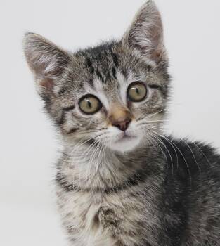 Bengal and Tabby Cats Available for Adoption in Bedford Hills, New York - Katt Williams Will Make U Giggle With Delight - Tiny Boy Wonder | PetCurious
