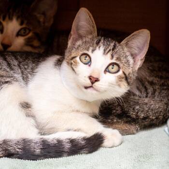 Nellie -  Domestic Short Hair Cat for Adoption in Hattiesburg, Mississippi - Nellie | PetCurious