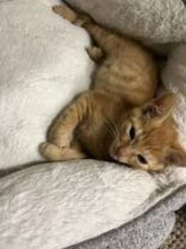 Bartholomew -  American Shorthair Cat for Adoption in Cashiers, North Carolina - Bartholomew | PetCurious