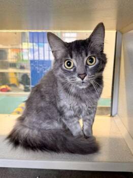 Domestic Short Hair Cats Available for Adoption in New Orleans, Louisiana - Frankie | PetCurious