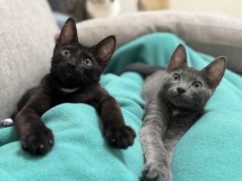 Rescue Domestic Short Hair Cats for Adoption in Springfield, Oregon - Sierra & Whitney (bonded Pair) | PetCurious